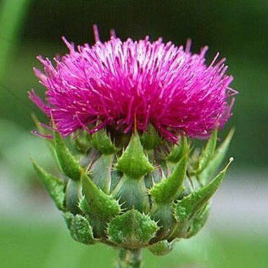 100 Organic Purple Milk Thistle Seeds - Seed World