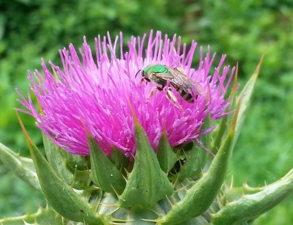 100 Organic Purple Milk Thistle Seeds - Seed World