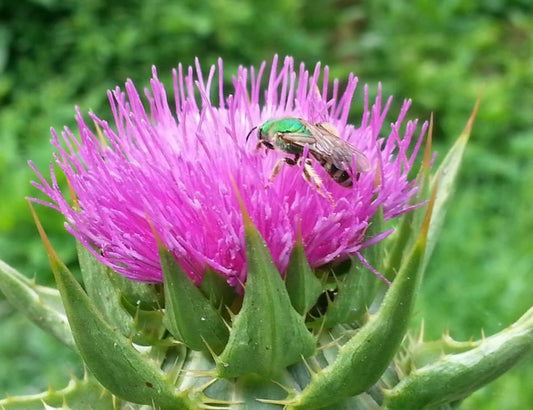 100 Organic Purple Milk Thistle Seeds - Seed World