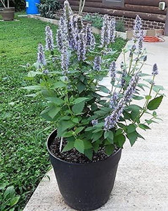 100 ORGANIC Superior LICORICE MINT Agastache Rugosa Tea Herb Purple Flower Seeds - Seed World