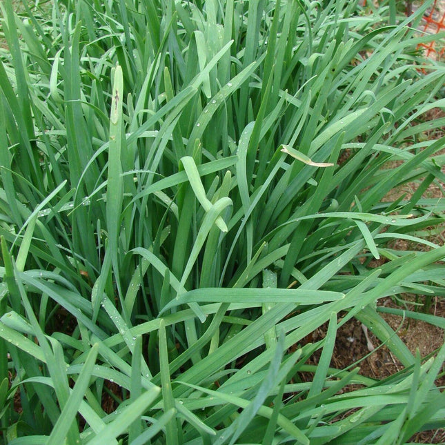 100 Original Purple Root Chive Organic Herb Leak Seeds - Seed World