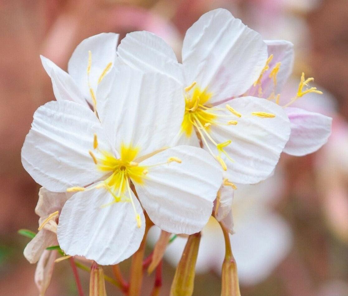 100 Pale Evening Primrose (Oenothera Pallida) Seeds - Seed World