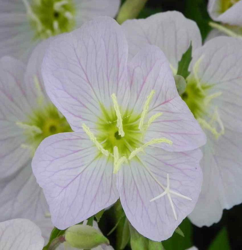 100 Pale Evening Primrose (Oenothera Pallida) Seeds - Seed World
