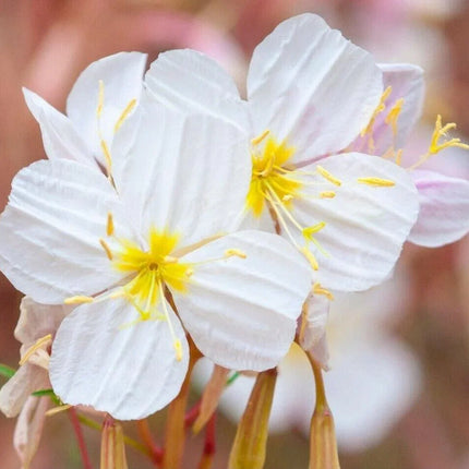 100 Pale Evening Primrose Seeds - Seed World