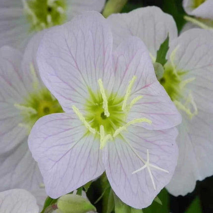 100 Pale Evening Primrose Seeds - Seed World