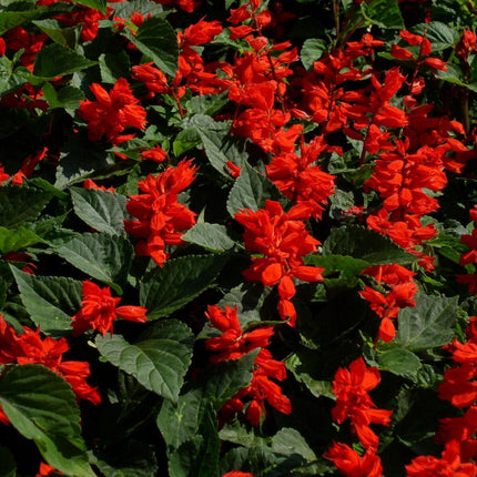 100 Palisades Mix Salvia Seeds - Seed World