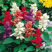 100 Palisades Mix Salvia Seeds - Seed World