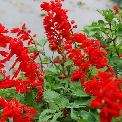 100 Palisades Mix Salvia Seeds - Seed World