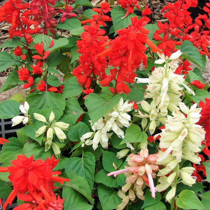 100 Palisades Mix Salvia Seeds - Seed World
