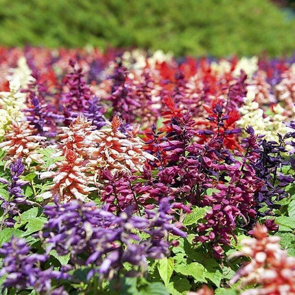 100 Palisades Mix Salvia Seeds - Seed World