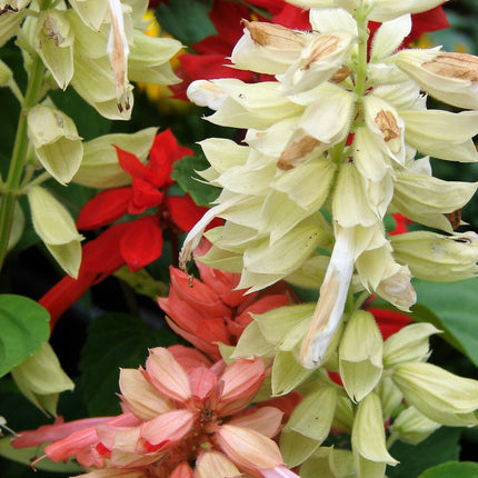 100 Palisades Mix Salvia Seeds - Seed World