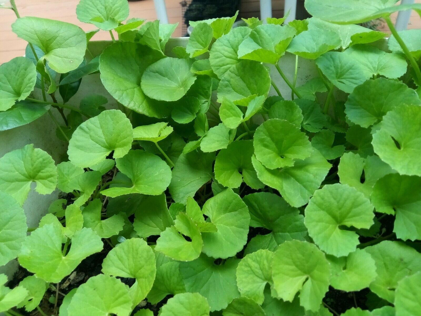 100 Pennywort - Gotu Kola Seeds - Seed World