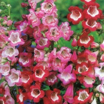 100 Penstemon Hartwegii Sensation Mix Seeds - Seed World