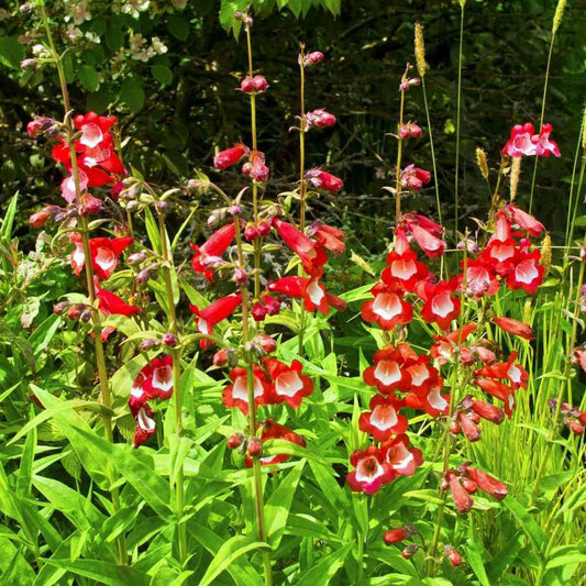 100 Penstemon Seeds - Scarlet Queen - Seed World