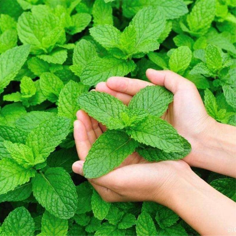 100 Peppermint Mint Seeds - Seed World