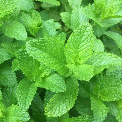 100 Peppermint Mint Seeds - Seed World
