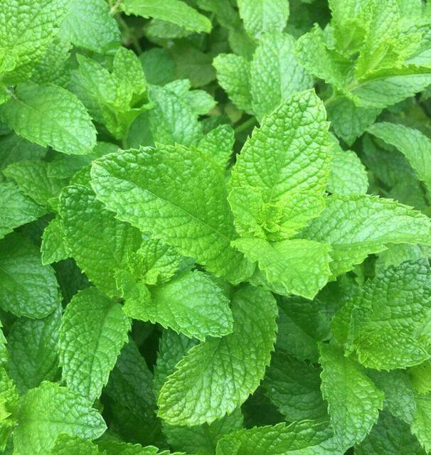 100 Peppermint Mint Seeds - Seed World