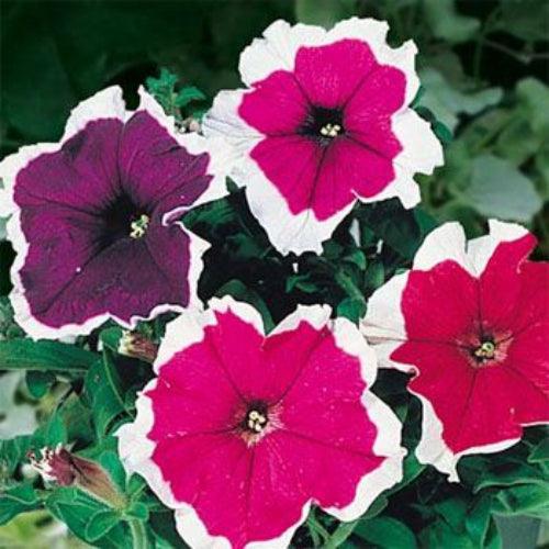 100 Petunia - Picotee Mix Seeds - Seed World