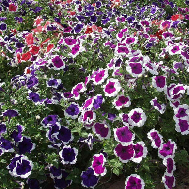 100 Petunia - Picotee Mix Seeds - Seed World