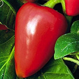 100 Pimento Sweet Pepper Seeds | NON-GMO | Heirloom - Seed World