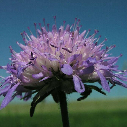 100 Pincushion Flowers Seeds - Mixed - Seed World