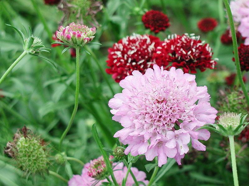 100+  Pincushion Flowers Seeds - Mixed - Seed World