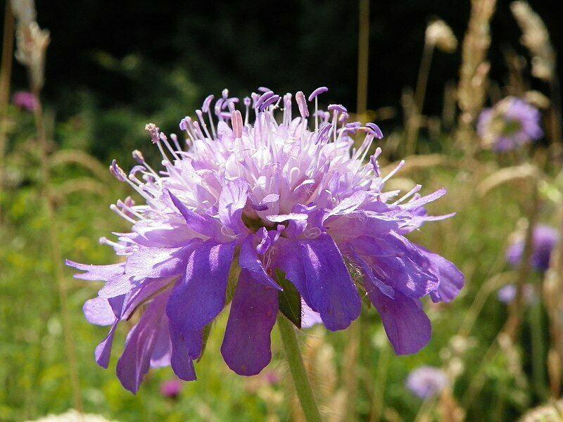 100+  Pincushion Flowers Seeds - Mixed - Seed World