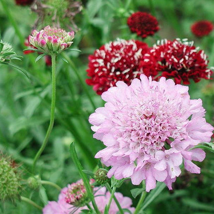 100 Pincushion Flowers Seeds - Mixed - Seed World
