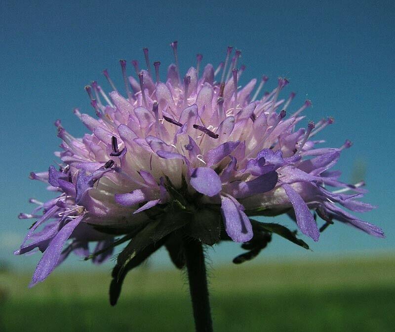 100+  Pincushion Flowers Seeds - Mixed - Seed World