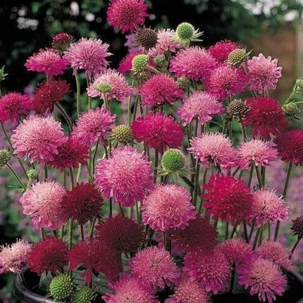 100 Pincushion Flowers Seeds - Mixed - Seed World