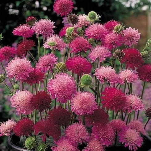 100 Pincushion Flowers Seeds - Mixed - Seed World