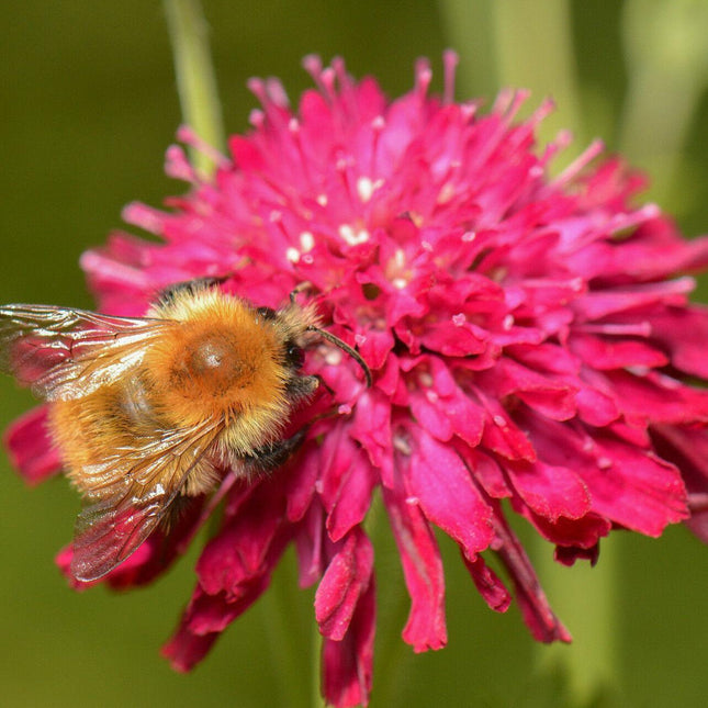 100 Pincushion Flowers Seeds - Mixed - Seed World