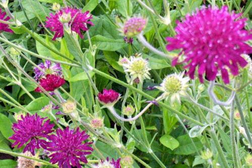 100+  Pincushion Flowers Seeds - Mixed - Seed World