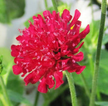 100+  Pincushion Flowers Seeds - Mixed - Seed World