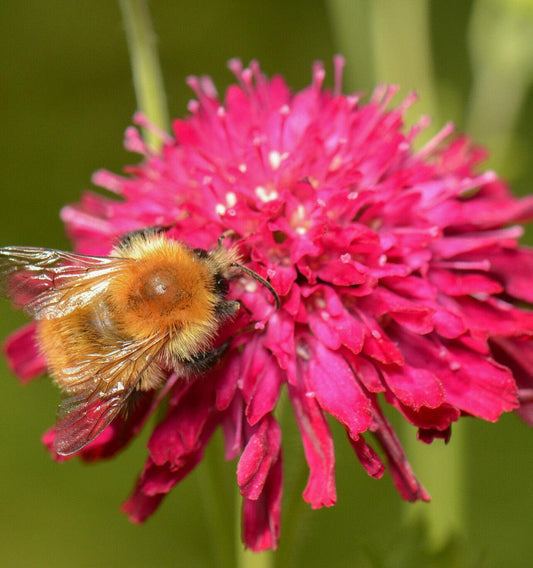100+  Pincushion Flowers Seeds - Mixed - Seed World