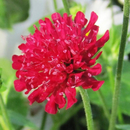 100 Pincushion Flowers Seeds - Mixed - Seed World