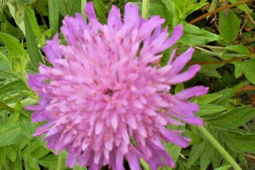 100+  Pincushion Flowers Seeds - Mixed - Seed World