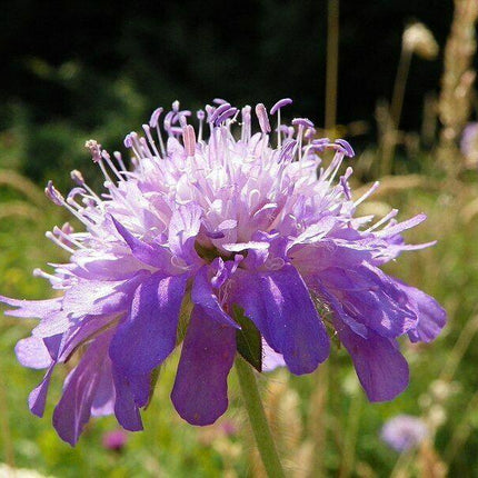 100 Pincushion Flowers Seeds - Mixed - Seed World