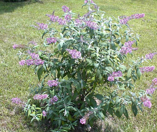 100 Pink Delight Butterfly Bush Seeds - Seed World