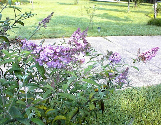 100 Pink Delight Butterfly Bush Seeds - Seed World