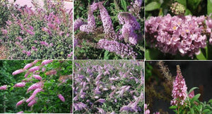 100 Pink Delight Butterfly Bush Seeds - Seed World