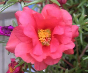 100 Pink Moss Rose (Portulaca Grandiflora) Seeds - Seed World