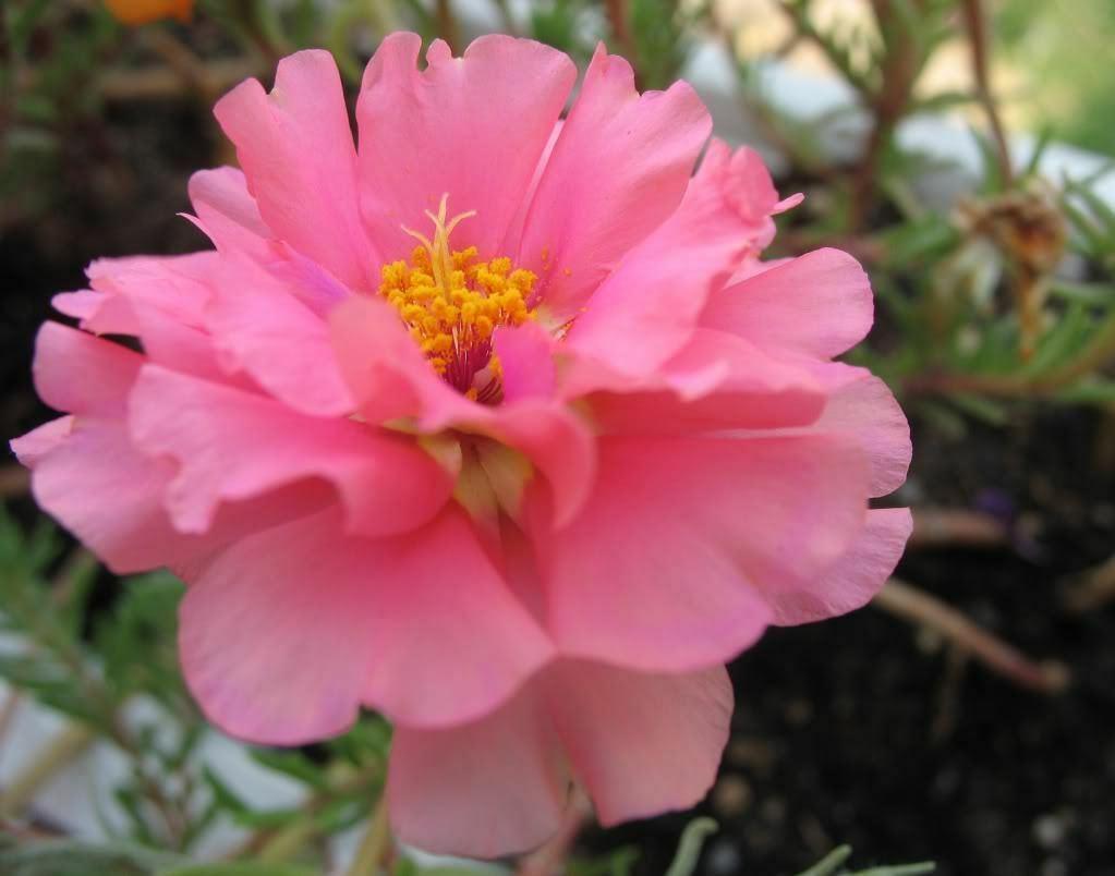 100 Pink Moss Rose (Portulaca Grandiflora) Seeds - Seed World