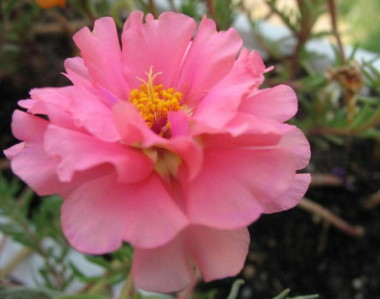 100 Pink Moss Rose (Portulaca Grandiflora) Seeds - Seed World
