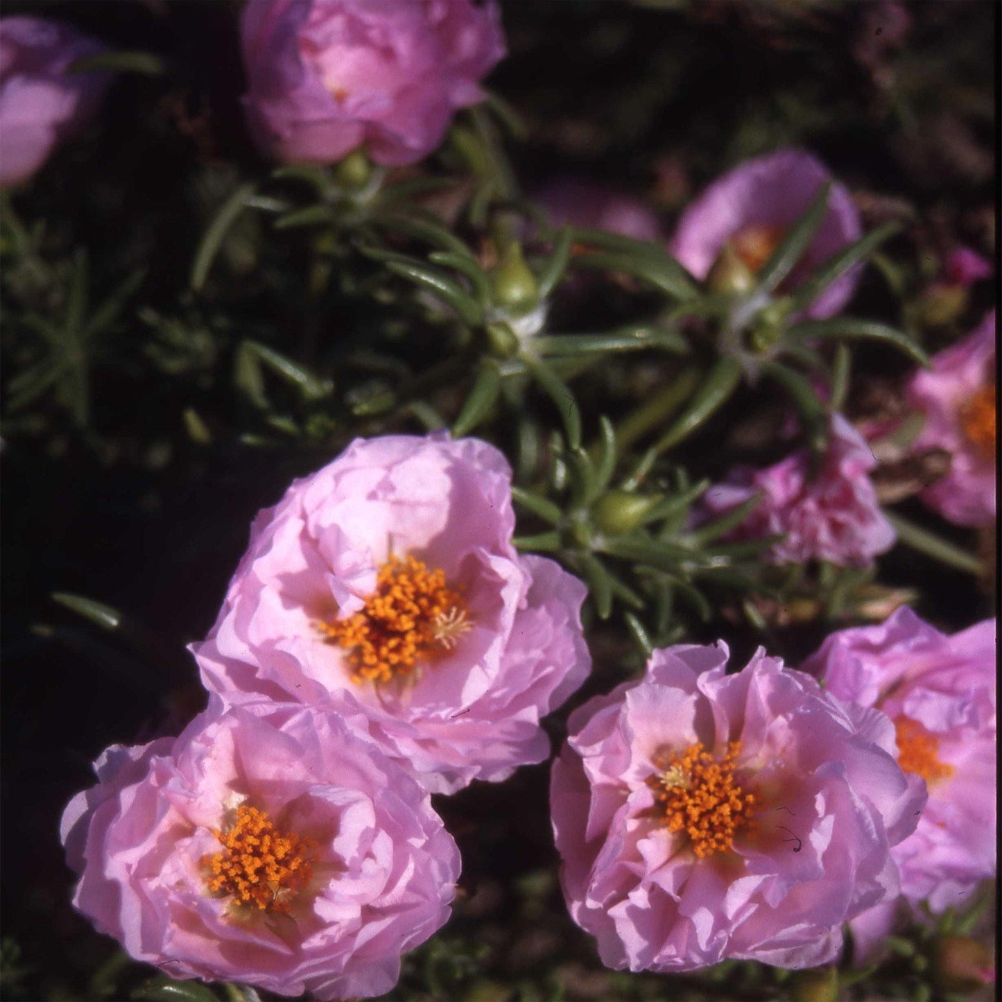 100 Pink Moss Rose (Portulaca Grandiflora) Seeds - Seed World