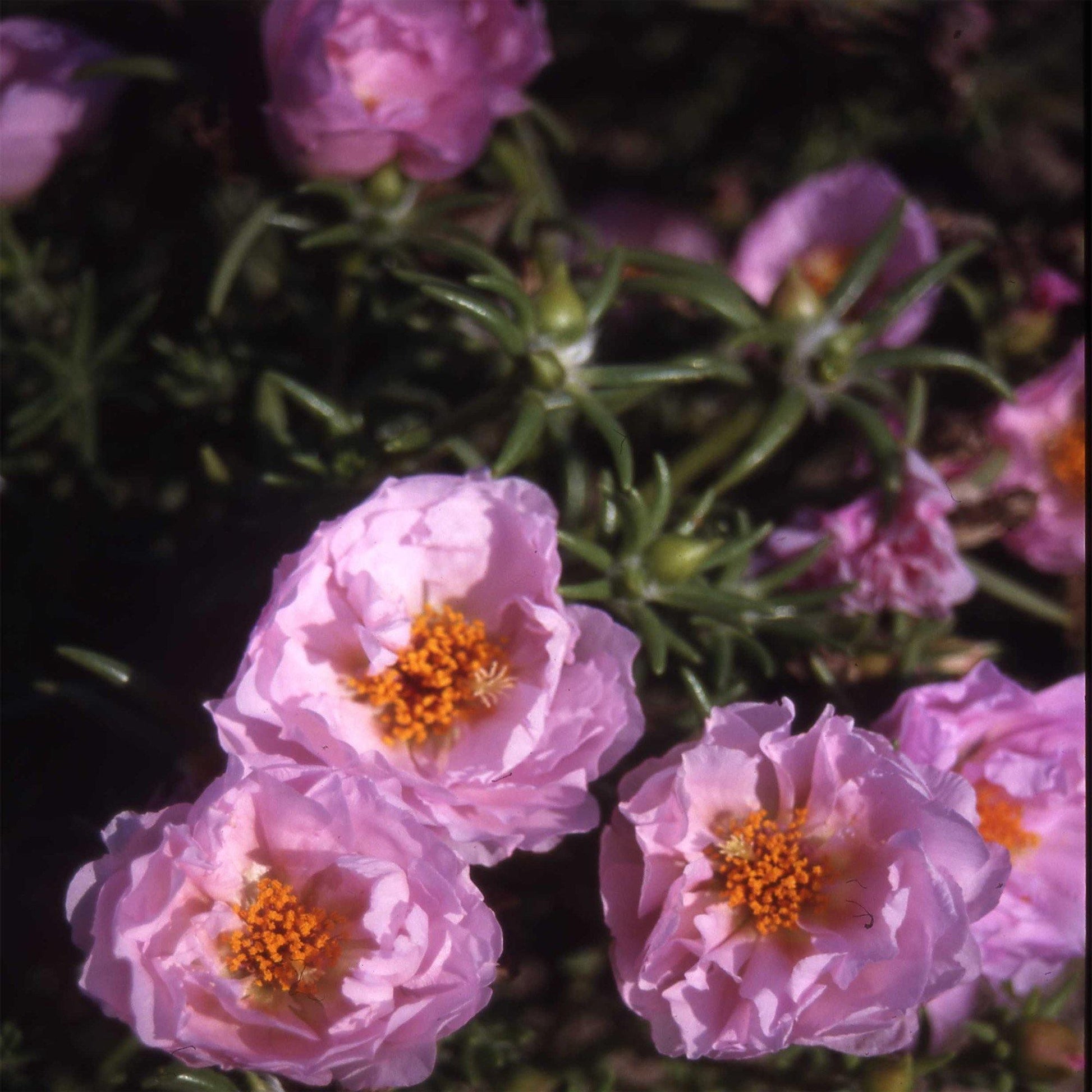 100 Pink Moss Rose (Portulaca Grandiflora) Seeds - Seed World