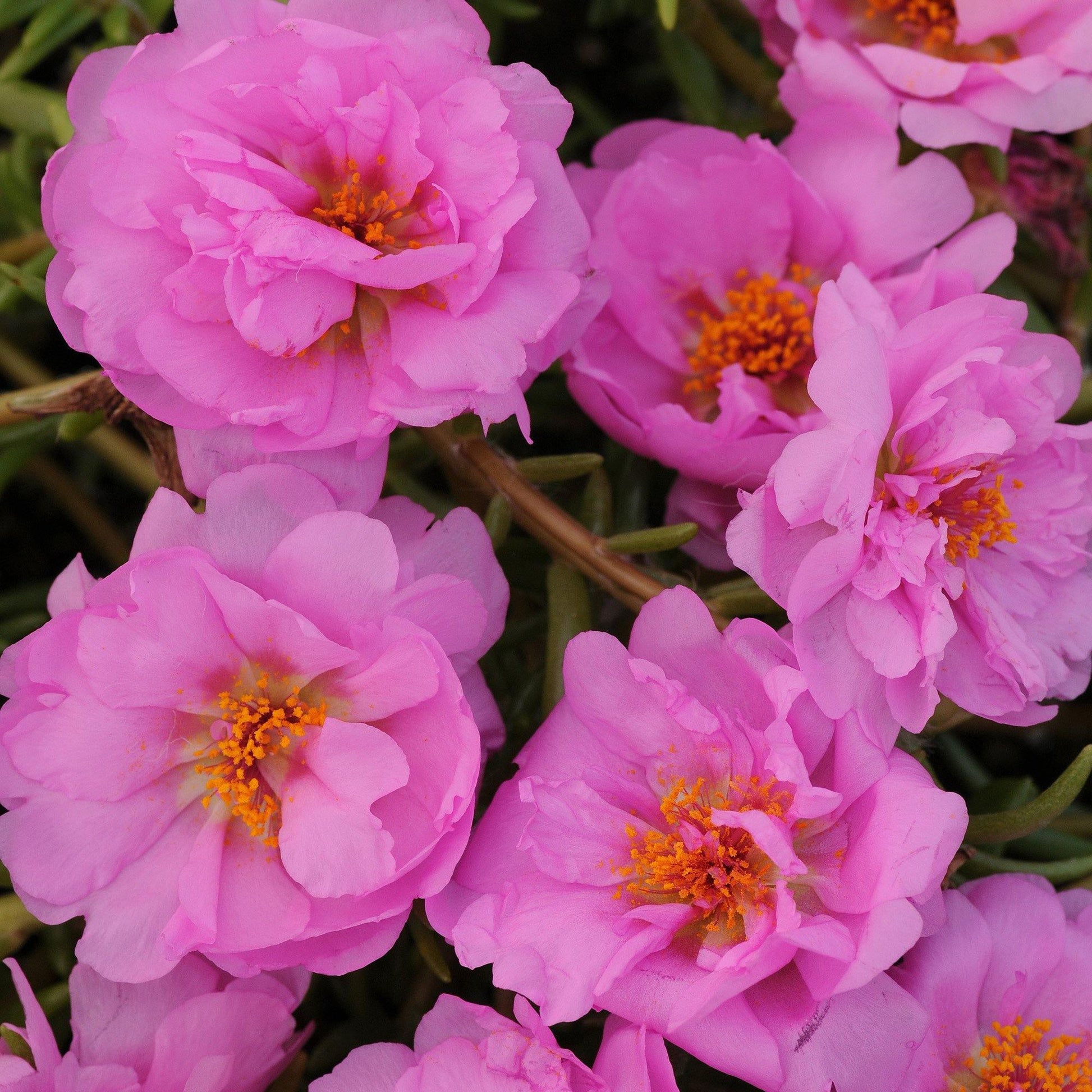 100 Pink Moss Rose (Portulaca Grandiflora) Seeds - Seed World