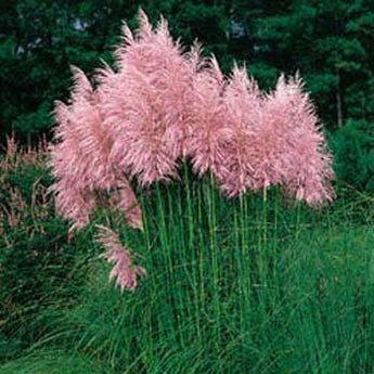100 Pink Pampas Grass Seeds - Seed World
