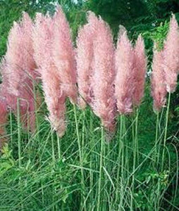 100 Pink Pampas Grass Seeds - Seed World