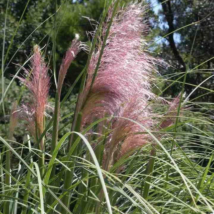 100 Pink Pampas Grass Seeds - Seed World